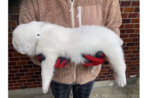 成約済の千葉県のグレートピレニーズ-359422の26枚目